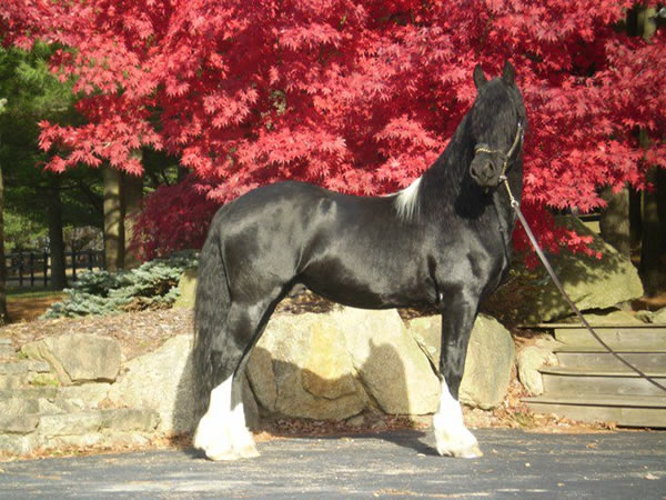 Valentino - Friesian-Dutch Warmblood Stallion